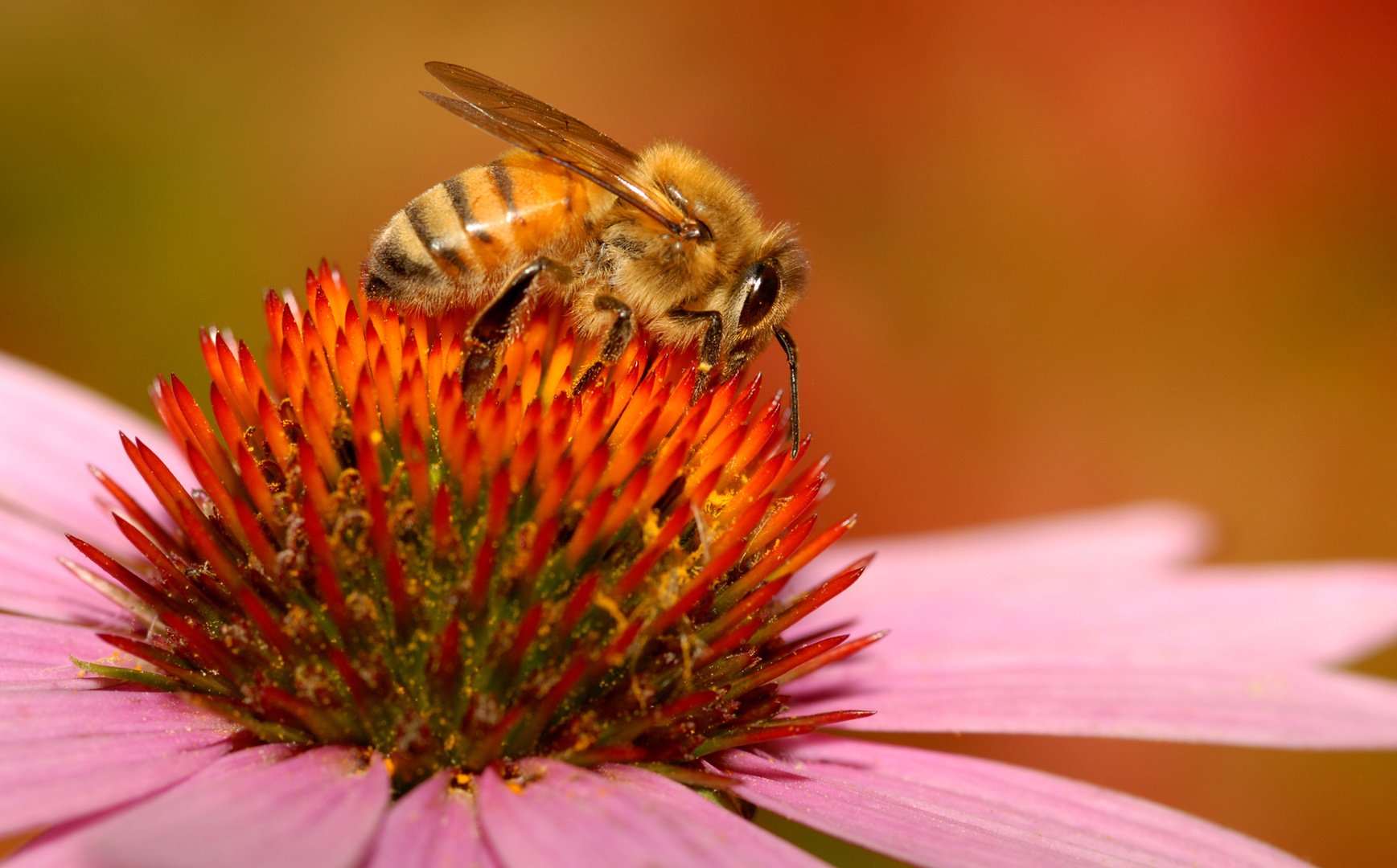 honey industry