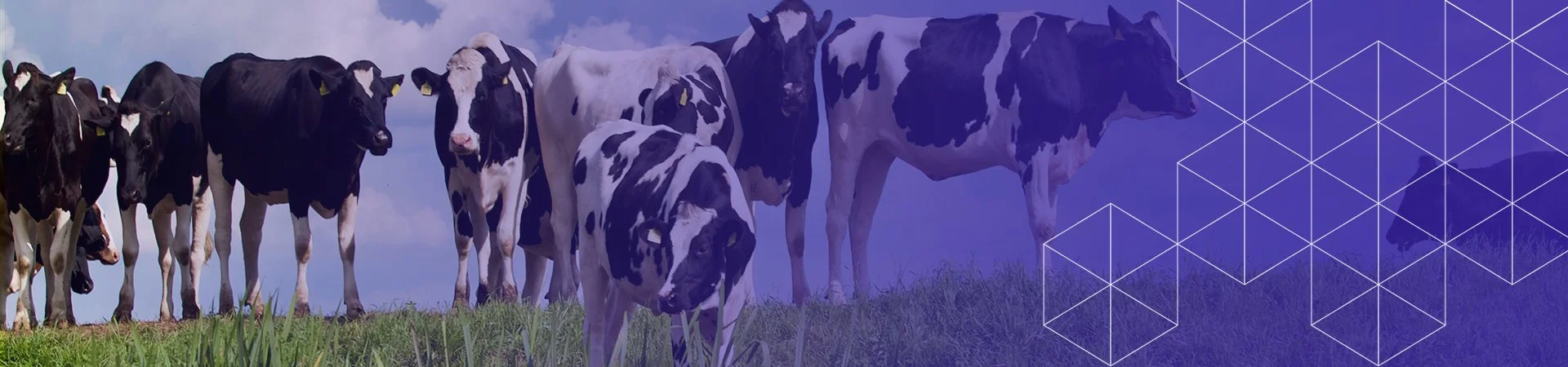 dairy solutions