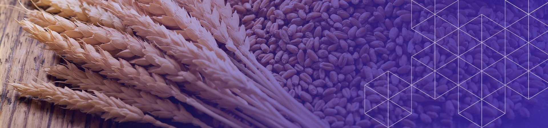 seed and grain solutions